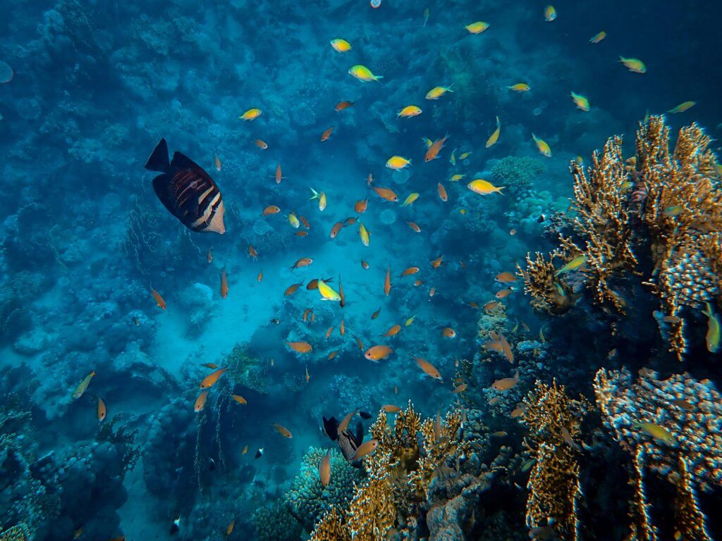 Descubre Egipto: Un Paraíso Submarino para Buceadores 1 Egipto